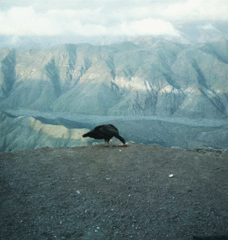 Condor eats at Cerro Tololo